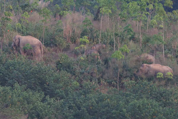 1 dead, another injured in tusker attack