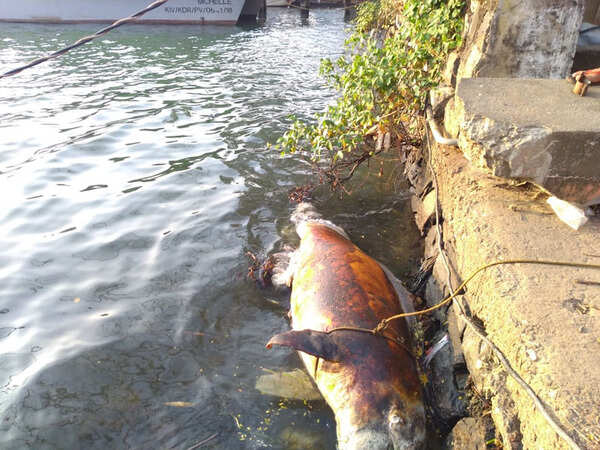 Kochi dolphin death: Post-mortem report says death due to natural causes