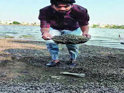 Thousands of shellfish found dead at Madiwala Lake