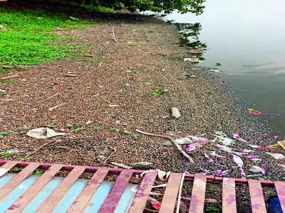 Shellfish kill stench persists; Madiwala Lake still neglected