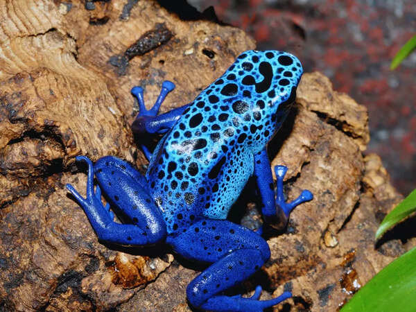 5 animals that thrive on both land and water, and where to spot them
