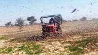 Locusts hit Bikaner following Pokhran district in Rajasthan 