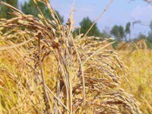 ‘Kala Tela’ attacks standing paddy crop, farmers forced to premature reaping
