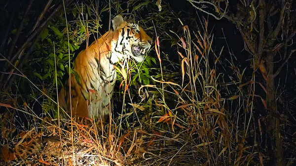 Big cat kills 2 cows, injures 2 buffaloes in Mhadei region
