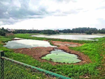 Rejuvenated lake foams up with new problems