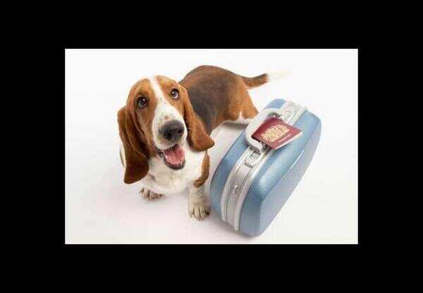 No licence to pet? LMC could take away your dog