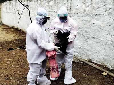 Bird flu outbreak live updates: Poultry markets in Delhi to open after samples test negative for avian influenza