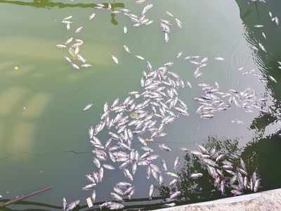 Hundreds of fish died in the Shantaram Talav in Malad