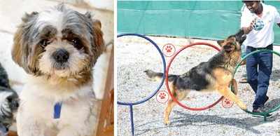 Five-star facilities for dogs in Bengaluru; because pooch pooch hota hai