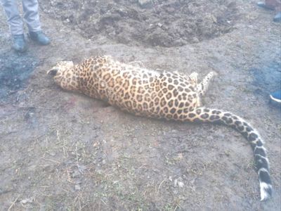 Leopard attacks Army patrolling party, shot dead