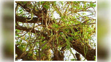 Sangri: What is Sangri and why you should add it to your daily diet