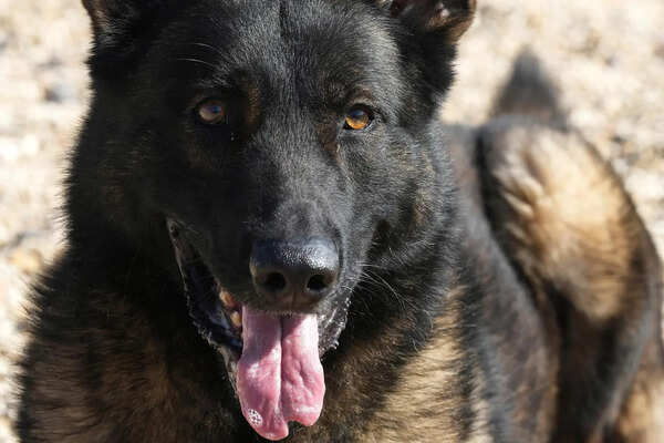 Couple asks for dog to be muzzled, assaulted in Noida society
