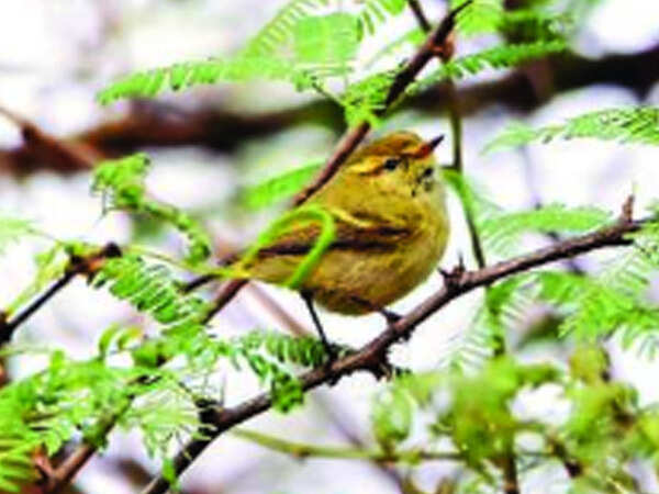 Winter’s come early, and so have the winged migrants