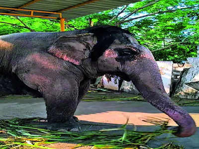 Forest department tucks elephants in for the night