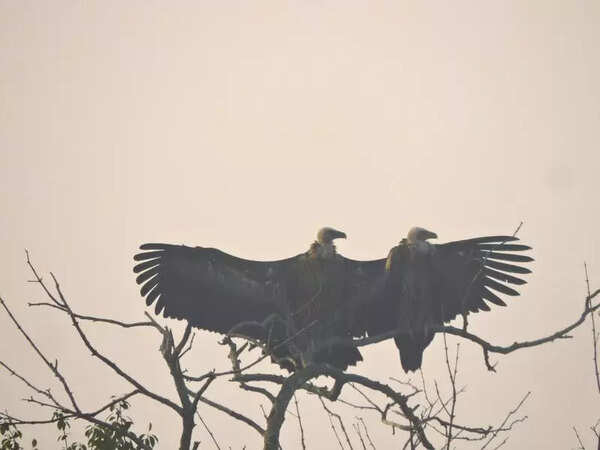3-day Sundarbans bird survey records 168 species