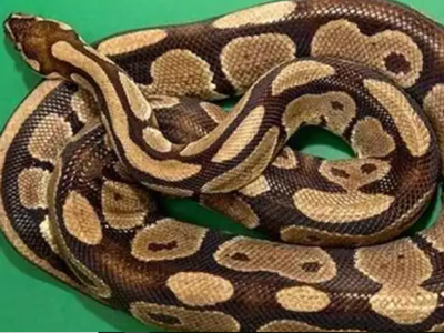Kalyan: Four pythons found at MLA's farmhouse