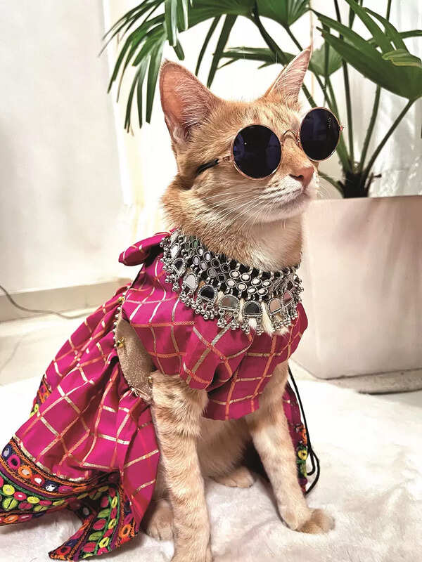 How to make your furball famous