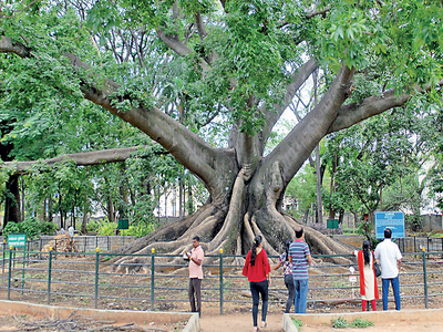 Red alert in Bengaluru's Lalbagh: Many trees ‘missing’