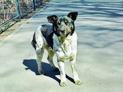 Want to feed strays? Sit for interview, take permission