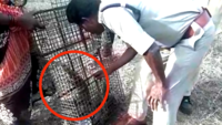 Forest officials release 75 Monitor lizards rescued from Andhra Pradesh fish market 