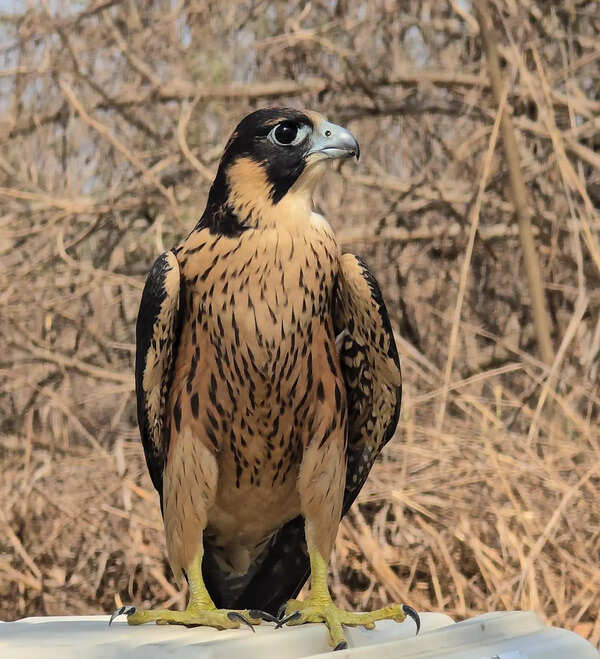 Rare falcon rescued and rewilded in Mumbai