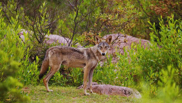 7 best places to spot the Indian wolf in the wild
