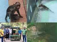 Watch: This wild monkey lived a lavish life in Thane society 