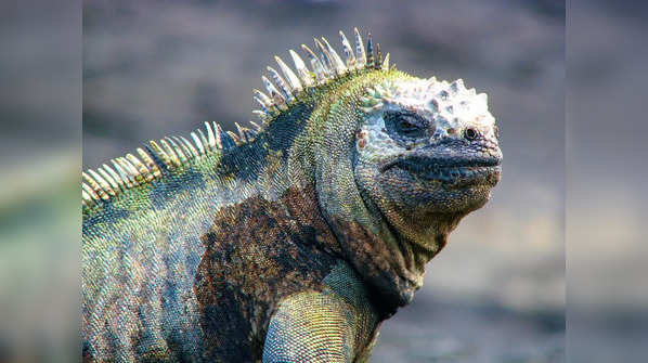 These uniqure creatures live near volcanoes