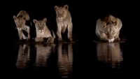 Viral video: Pride of lions venture out in night 