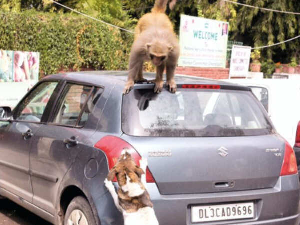 Monkey menace bites Mohali, 26 cases in two months