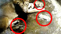 Kolkata: Lioness gives birth to three cubs at Alipore zoo 
