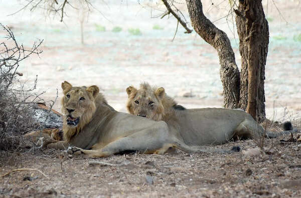 1.08L feral dogs outnumber 80k cattle in main lion cluster