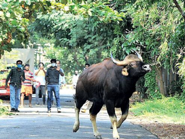 Gaur walks streets of Mangaluru, dies later