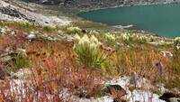 Uttarakhand: A rare flower Brahmakamal blooming in off-season stumps many 