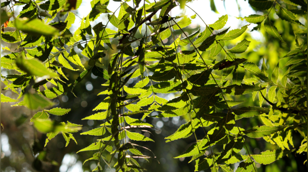 Chewing Neem twigs for natural teeth cleaning