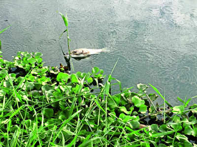 Pollution board flags 82 lakes with severe pollution