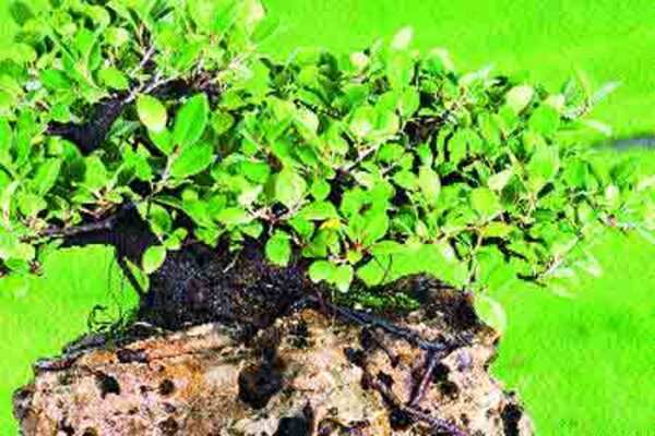 Nature in miniature