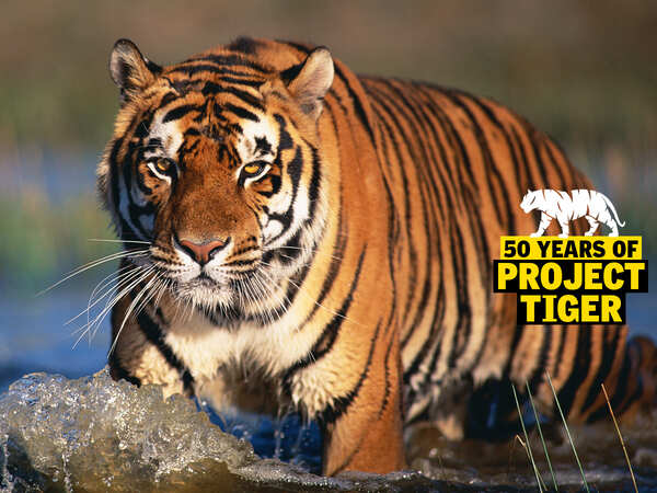How Sunderbans’ elusive tigers became tourist-friendly 