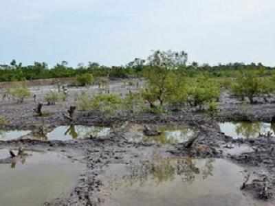 Maharashtra govt removes over 2000 'illegal' huts on mangrove land