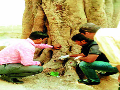 Acid attack on tree