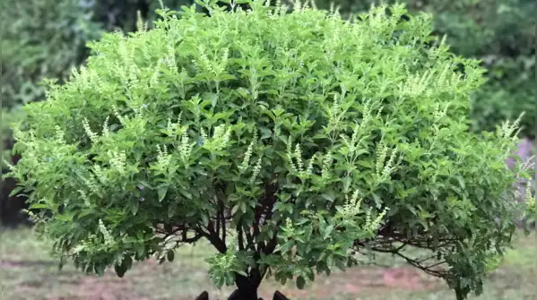 Tulsi plant