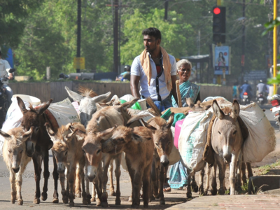 When donkeys lent a helping hand to Tamil Nadu poll officials