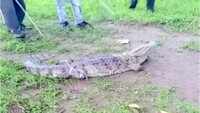7-ft-long crocodile enters Vadodara’s Kelanpur village, rescued 