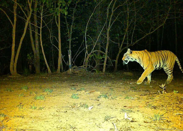 In a 1st, ‘supari’ paid for big cat; forest teams foil bid, arrest 7 & say ‘tiger zinda hai’