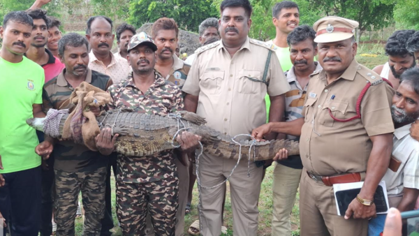 Crocodile rescued from well near Harur