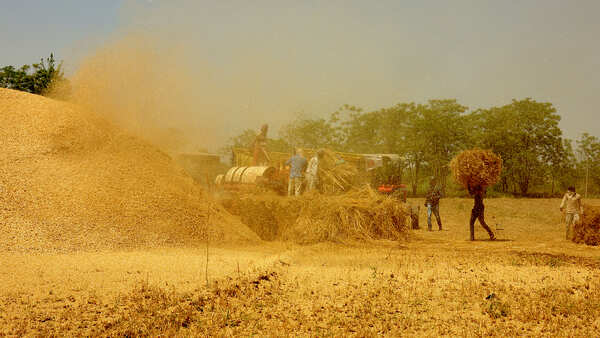 Why Punjab, Haryana farmers are worried about a bumper crop
