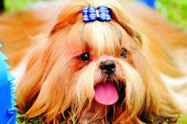 Showbiz mutts are a big hit