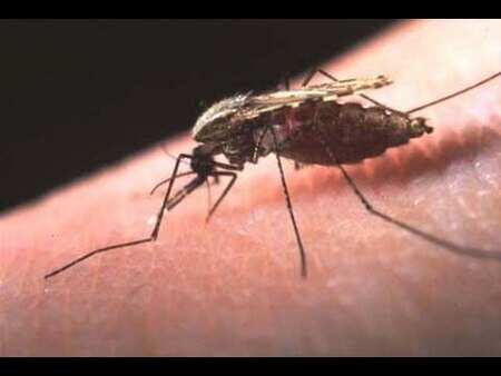 How to Avoid Malaria This Monsoon