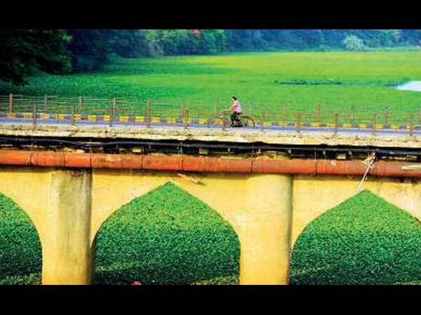 Residents fume over perennial hyacinth around Holkar bridge