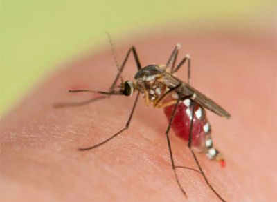 Chikungunya rears head again in Mumbai